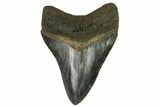 Serrated, Fossil Megalodon Tooth - South Carolina #122536-1
